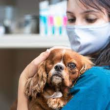Thrive Pet Healthcare gambar png