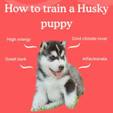 how to train a husky puppy 8 week