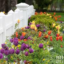 How To Plant Tulip Bulbs In The Fall