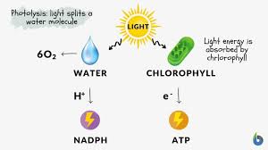 Photolysis Definition And Examples