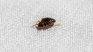 Can Bed Bugs Climb 8 Diffe