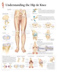 Understanding The Hip Knee Chart