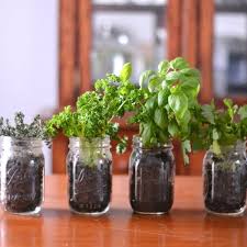 Growing An Indoor Herb Garden