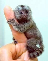 Maybe you would like to learn more about one of these? Marmoset Monkey Marmoset Monkey Weird Animals Monkeys For Sale