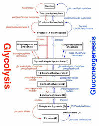 Glycolysis Gluconeogenesis Pyruvate Carboxylase