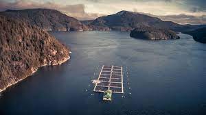 We are establishing a brand new region for salmon farming near marystown in newfoundland. Reduced Production Costs Lifted Grieg Seafood S Q1 Result