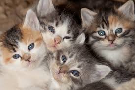 You may only post pictures of your cats. Cute Kitten Hd Wallpapers Free Download Wallpaperbetter