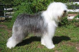 Raleigh, nc 27601 change quick tip:the old english sheepdog has a supporting role in disney's the little mermaid and 101 dalmatians.our adoption area includes parts of the southern plains where the red river of the south is located.the search tool above returns a list of breeders located nearest to the. Olde English Sheepdog Puppies For Sale From Reputable Dog Breeders