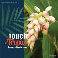 Tropical Plants For Any Climate About