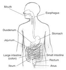 mouth esophagus stomach