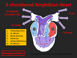 2 heart chambers just like all other fish, although amphibians and reptiles have only 3 and people and birds have 4. What Are The Three Key Differences In A Fish And An Amphibian Heart Quora