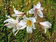 Do lily bulbs come back every year?