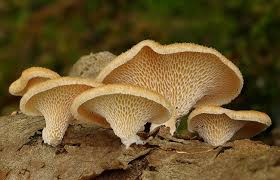 Image result for polypore