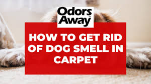 get pet smells out of carpet