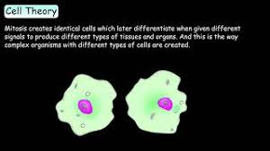 cell theory cells basic tenets of