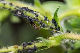 How To Control Aphids On Plants