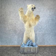 polar bear life size mount