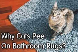 why do cats on bathroom rugs 3