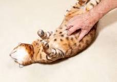 do-cats-like-belly-rubs