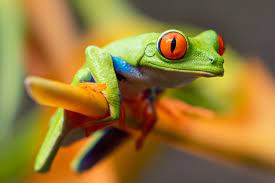 Check spelling or type a new query. 83 Best Frog Quotes Phrases And Sayings By Kidadl
