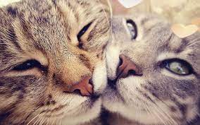 hd wallpaper cats love romantic