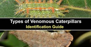14 Venomous Caterpillars To Avoid A