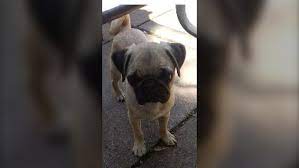 pug that was stolen from toronto