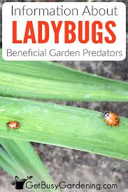 all about ladybugs why they re good