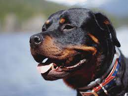 much exercise does my rottweiler need
