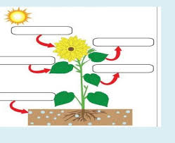 Write The Process Of Photosynthesis In