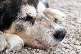 dog nose hyperkeratosis 9 causes dr