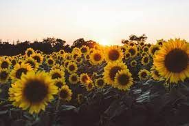 Yellow Aesthetic Sunflowers Wallpapers ...
