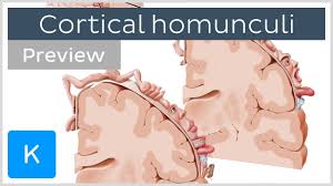 motor and sensory cortical homunculus