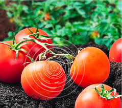 tomato fertilizer haifa group