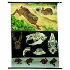Details About Jung Koch Quentell Hagemann Educational Wall Chart Print Poster Art Hare Rabbit