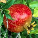 What are the side effects of pomegranate?