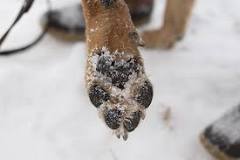 how-do-i-take-care-of-my-dogs-paws-in-the-winter