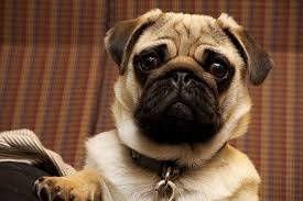 Because of this breed's many health issues, you should always obtain an early health screening from the vet immediately after purchasing your how long do pugs live? Fun Facts About Pugs