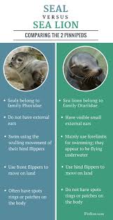 Difference Between Seal And Sea Lion Facts