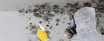 Black Mold And 5 Steps To Prevent It In
