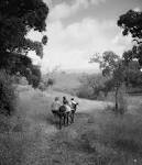 Resultado de imagem para burro a rir