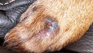 abscesses in dogs joii pet care