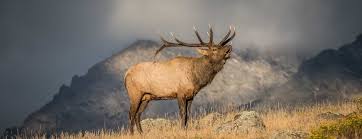 Elks synonyms, elks pronunciation, elks translation, english dictionary definition of elks. Home Rocky Mountain Elk Foundation