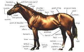 French Equine Anatomy Chart Horse Wise