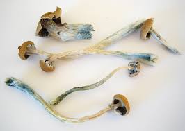 The Easy Guide On How To Identify Psilocybin Mushrooms