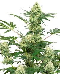 Wedding cake genetics come from crossing the cannabis strain cherry pie and gsc. Wedding Cheesecake Feminized White Label Sensi Seeds