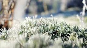 Image result for is lavender frost resistant