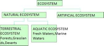 Evs Structure Of Ecosystem