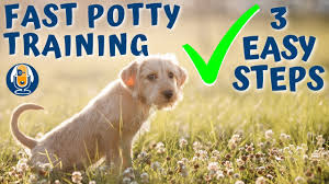potty train your puppy in a week easy