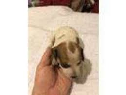 Akc and ckc registered dachshunds breeding. Puppyfinder Com Dachshund Puppies Puppies For Sale Near Me In Cullman Alabama Usa Page 1 Displays 10